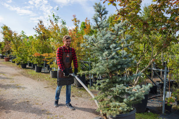 Best Affordable Tree Service  in Great Falls, SC